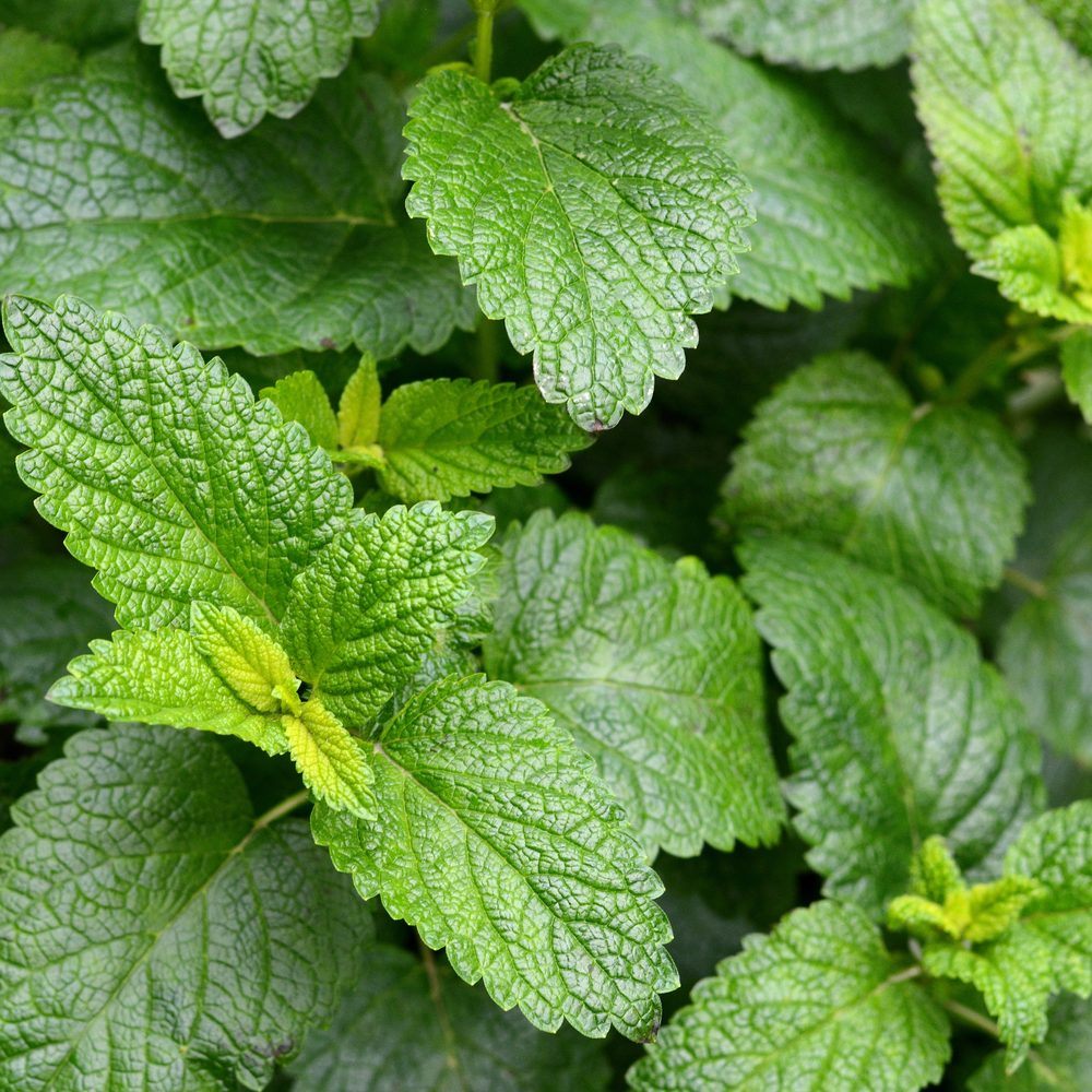 Greenhaus Gardening Lemon Balm Seeds Aromatic Herb for Indoor and Outdoor Gardens
