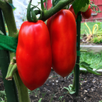 Greenhaus Gardening High Yield Paste Tomato Seeds for Backyard Gardens