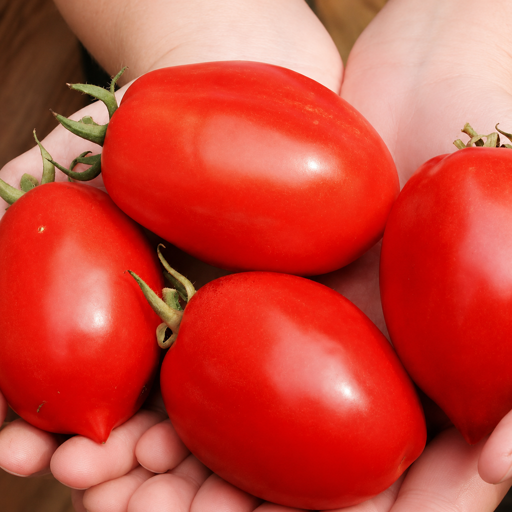 Greenhaus Gardening Tomato Seeds Bush Roma for Vegetable Garden Planting