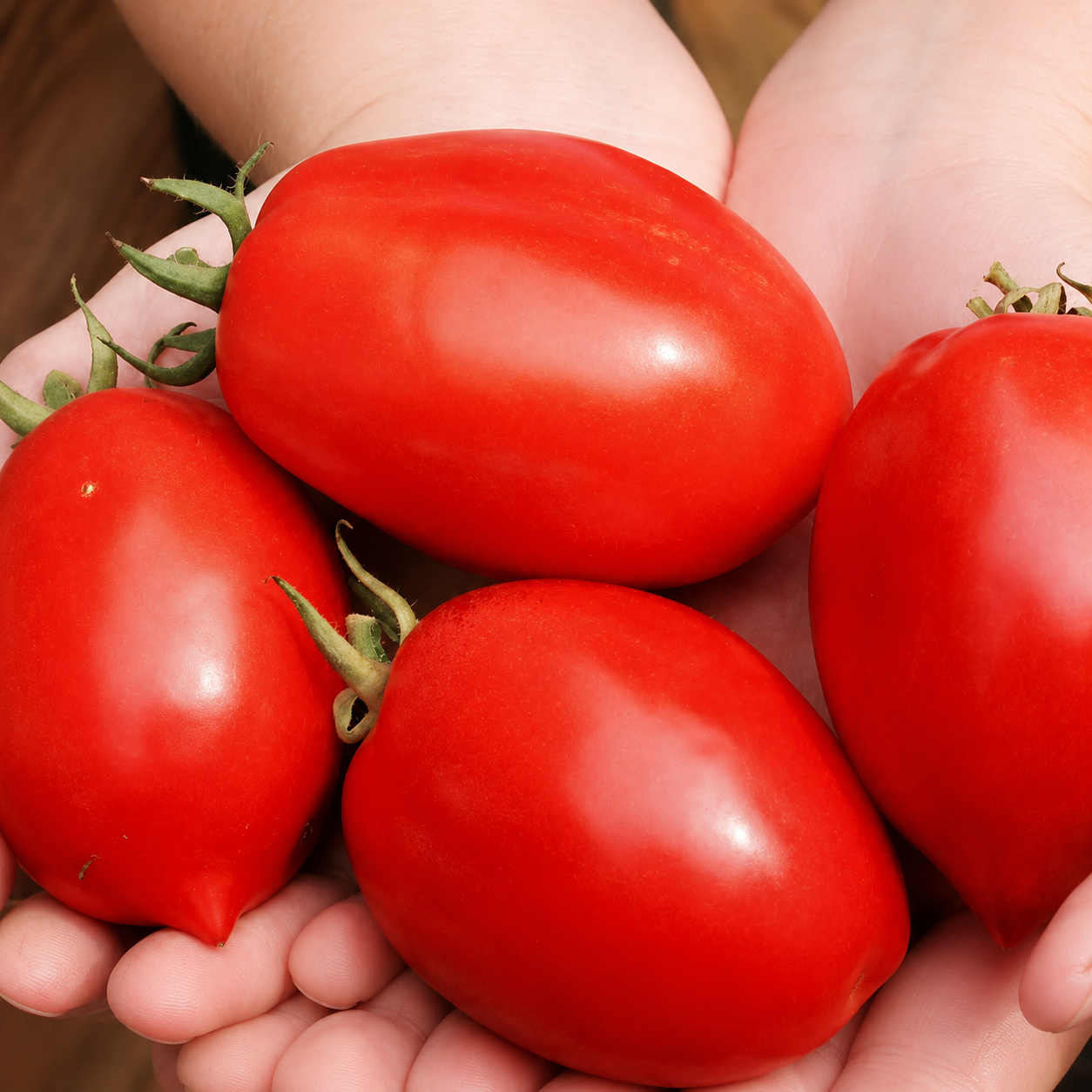 Greenhaus Gardening Tomato Seeds Bush Roma for Vegetable Garden Planting