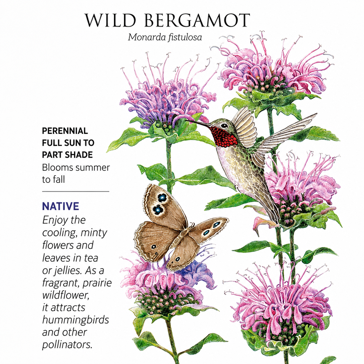 Greenhaus Gardening Wild Bergamot Seeds Mildew-Resistant Monarda for Home Gardens