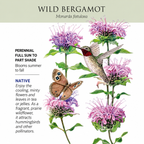 Greenhaus Gardening Wild Bergamot Seeds Mildew-Resistant Monarda for Home Gardens