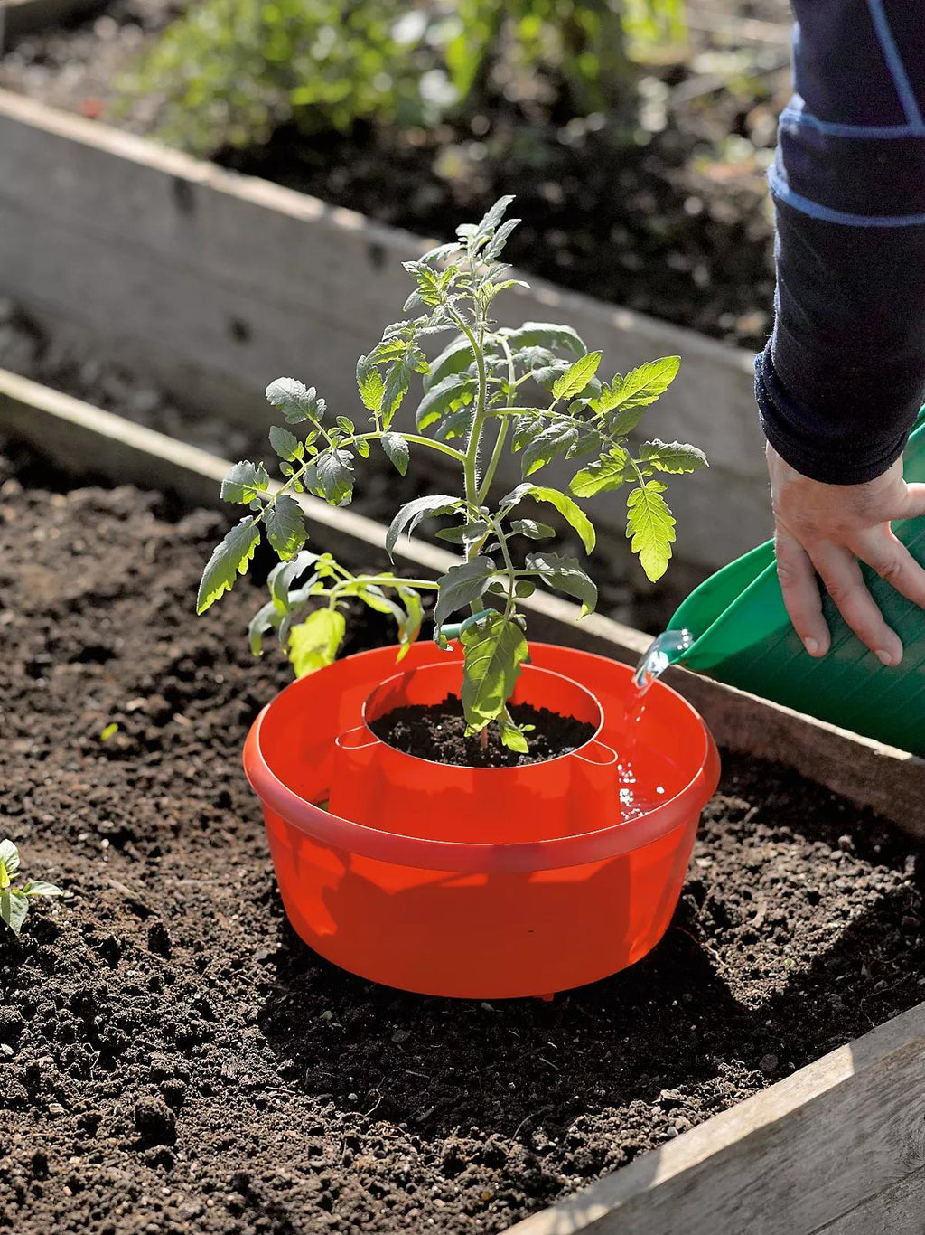 Greenhaus Gardening Tomato Planter Halo Set of 3, Water Saving Grow Support