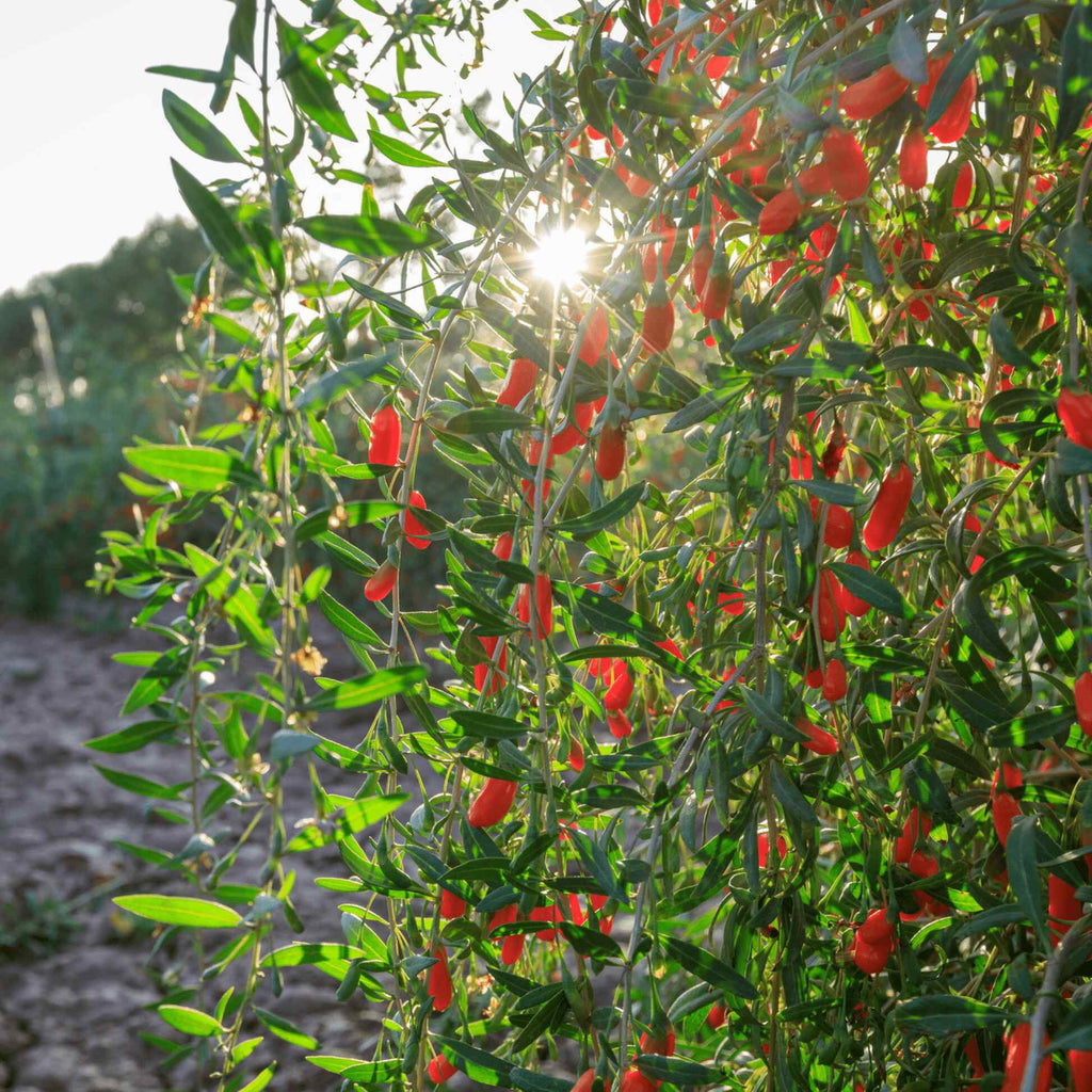 Greenhaus Gardening Goji Berry Plant Vigorous Fruit Bush for Garden Harvests