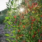 Greenhaus Gardening Goji Berry Plant Vigorous Fruit Bush for Garden Harvests