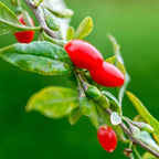 Greenhaus Gardening Goji Berry Plant Vigorous Fruit Bush for Garden Harvests