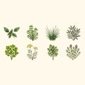 Greenhaus Gardening Herb Growing Kit, Heirloom Culinary Herb Seed Collection