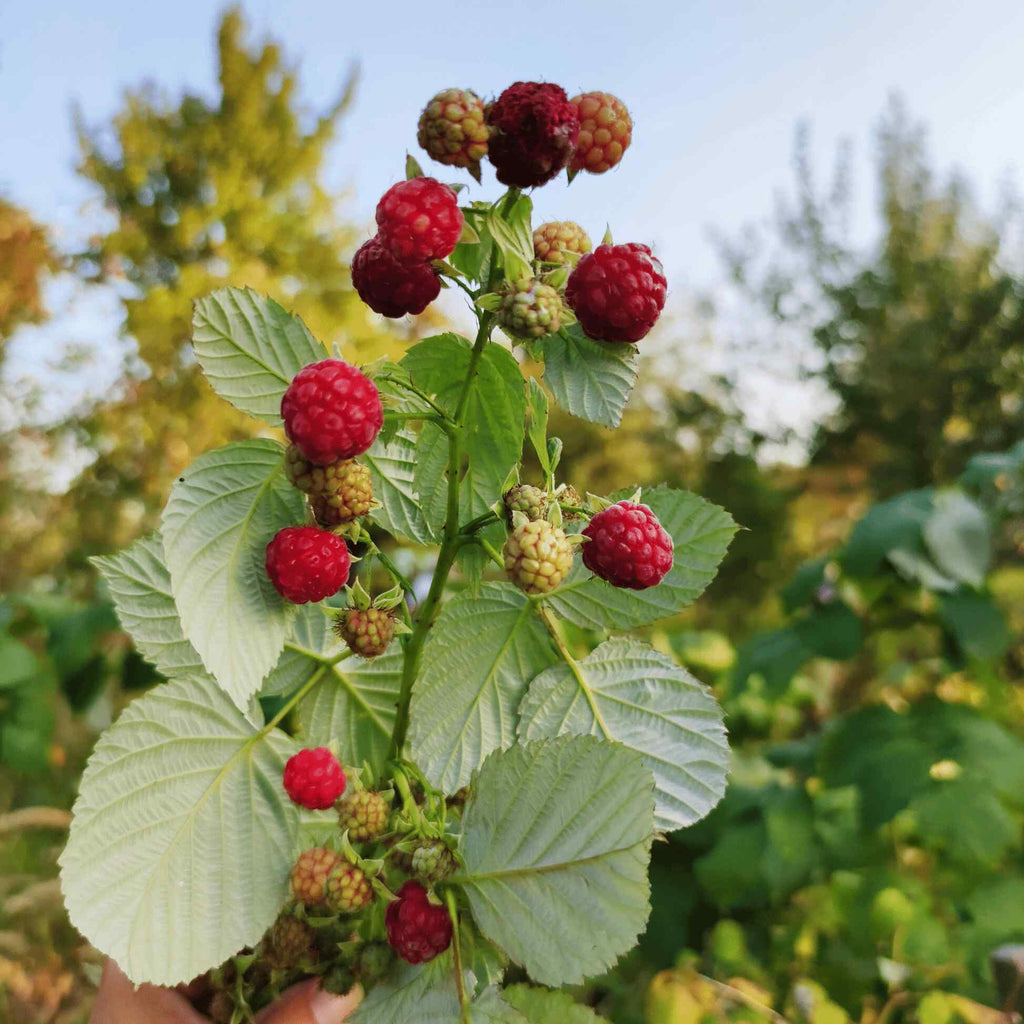 Greenhaus Gardening Raspberry Plant Drought-Tolerant Berry Bush for Gardens