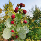 Greenhaus Gardening Raspberry Plant Drought-Tolerant Berry Bush for Gardens