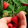 Greenhaus Gardening Raspberry Plant Drought-Tolerant Berry Bush for Gardens