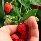 Greenhaus Gardening Raspberry Plant Drought-Tolerant Berry Bush for Gardens