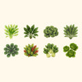 Greenhaus Gardening Heirloom Leafy Vegetable Seeds, Garden Starter Pack