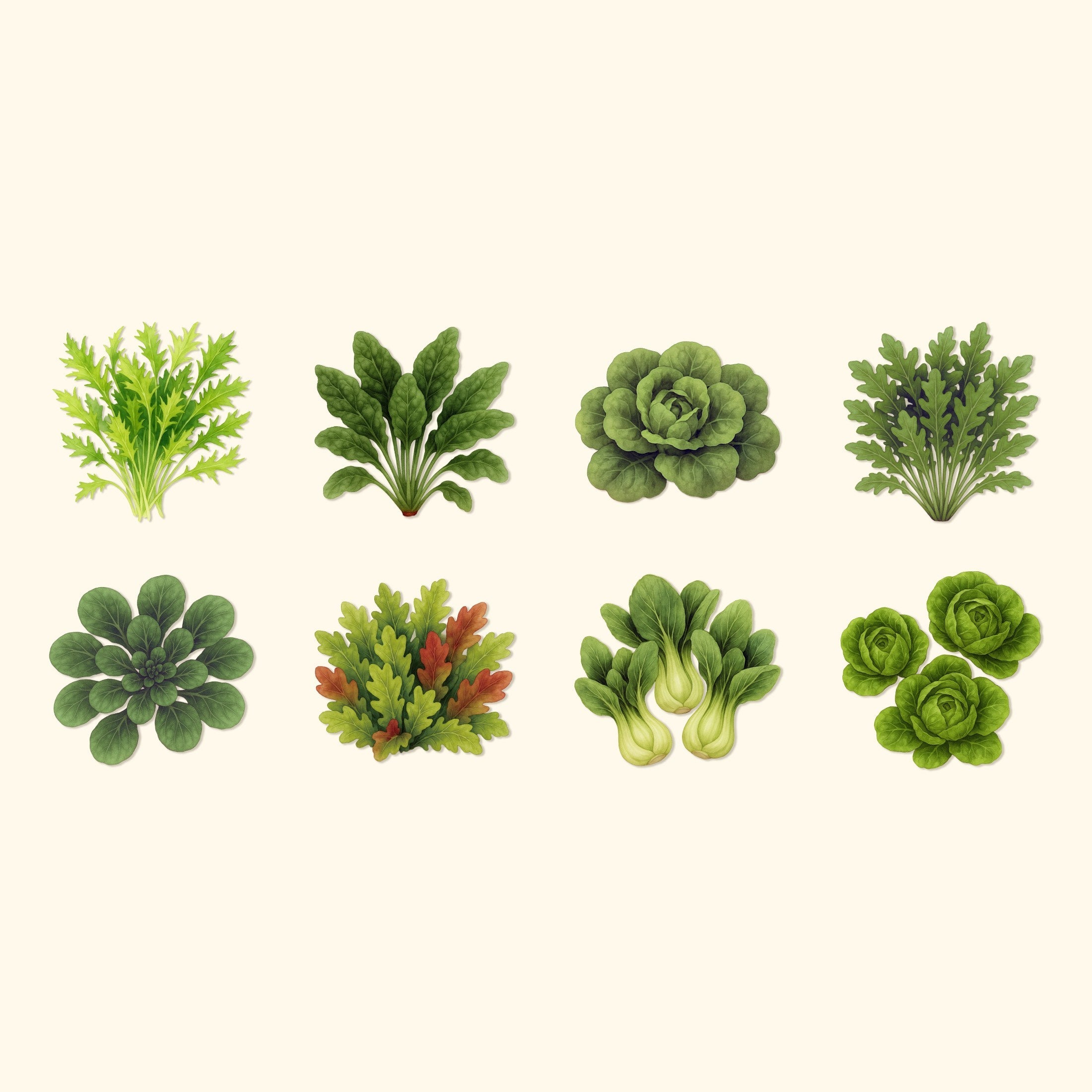 Greenhaus Gardening Heirloom Leafy Vegetable Seeds, Garden Starter Pack