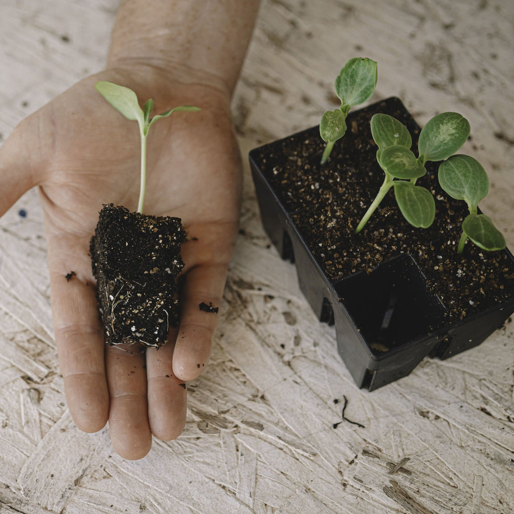 Greenhaus Gardening Seed Starting Trays 6-Cell Recycled Plastic Nursery Inserts