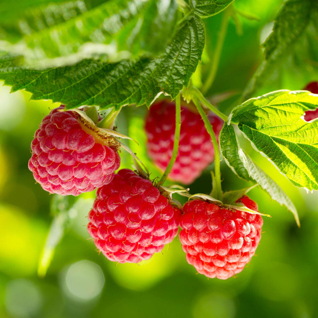 Greenhaus Gardening Raspberry Plant Nova Red Berry Bush for Home Gardens