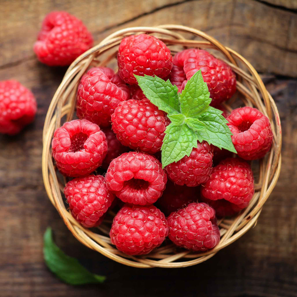 Greenhaus Gardening Raspberry Plant Nova Red Berry Bush for Home Gardens