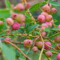 Greenhaus Gardening Blueberry Plant Pink Lemonade Variety for Edible Gardens