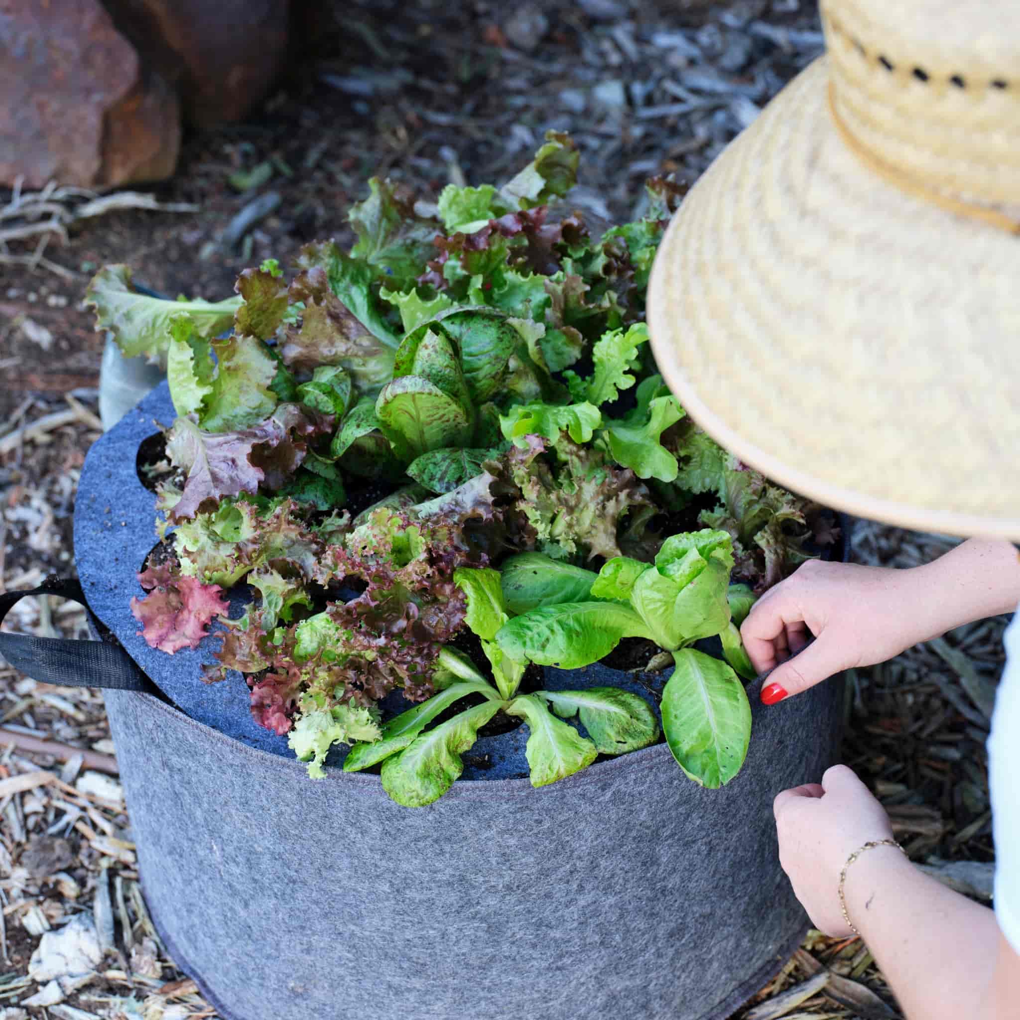 Greenhaus Gardening Plantable Fabric Covers for Moisture Control in Grow Bags