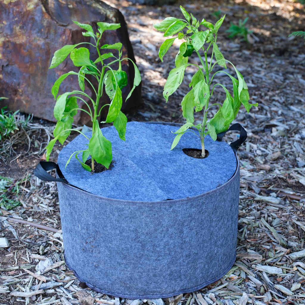 Greenhaus Gardening Plantable Fabric Covers for Moisture Control in Grow Bags