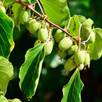 Greenhaus Gardening Kiwi Vine Sweet Edible Fruit for Backyard Gardens