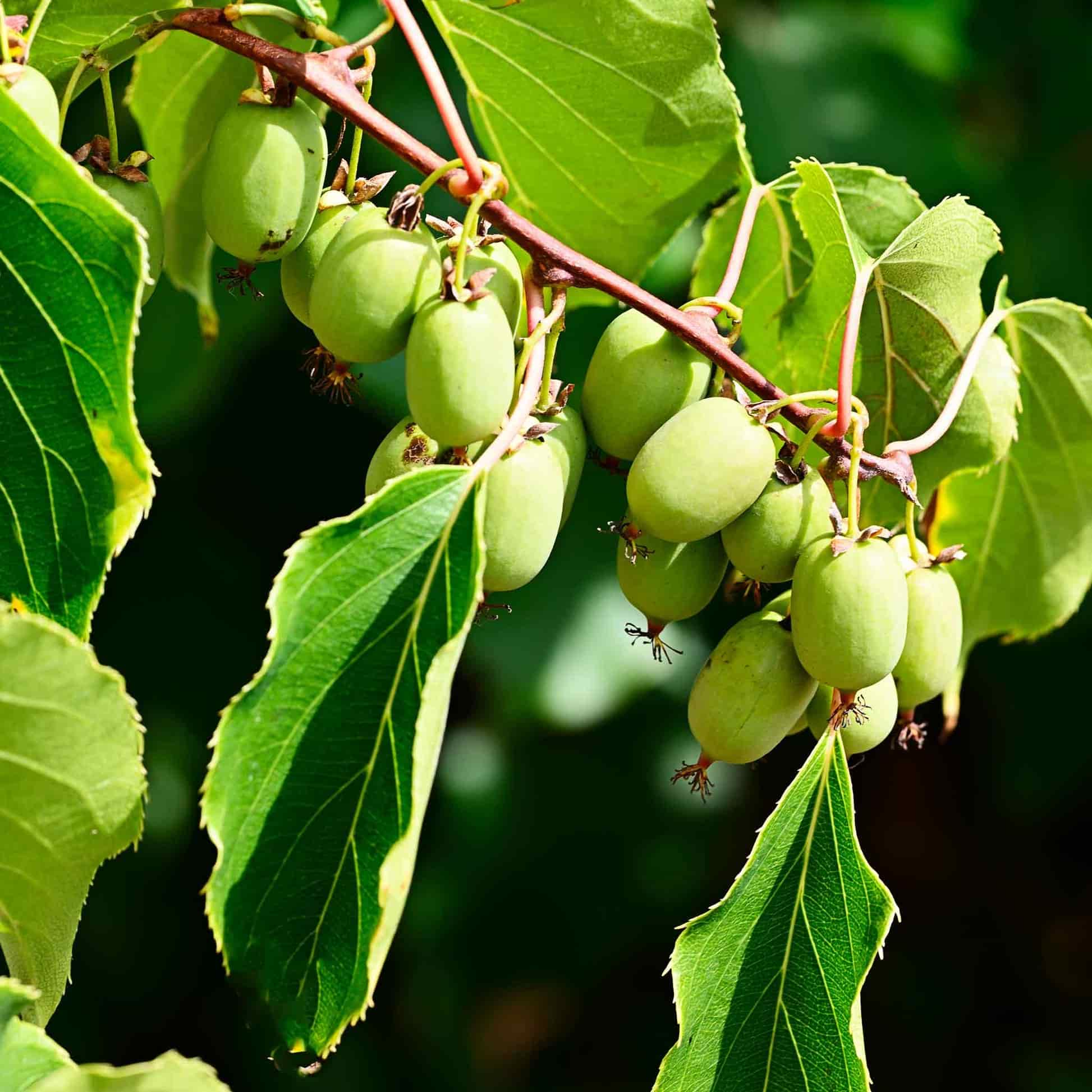 Greenhaus Gardening Kiwi Vine Sweet Edible Fruit for Backyard Gardens