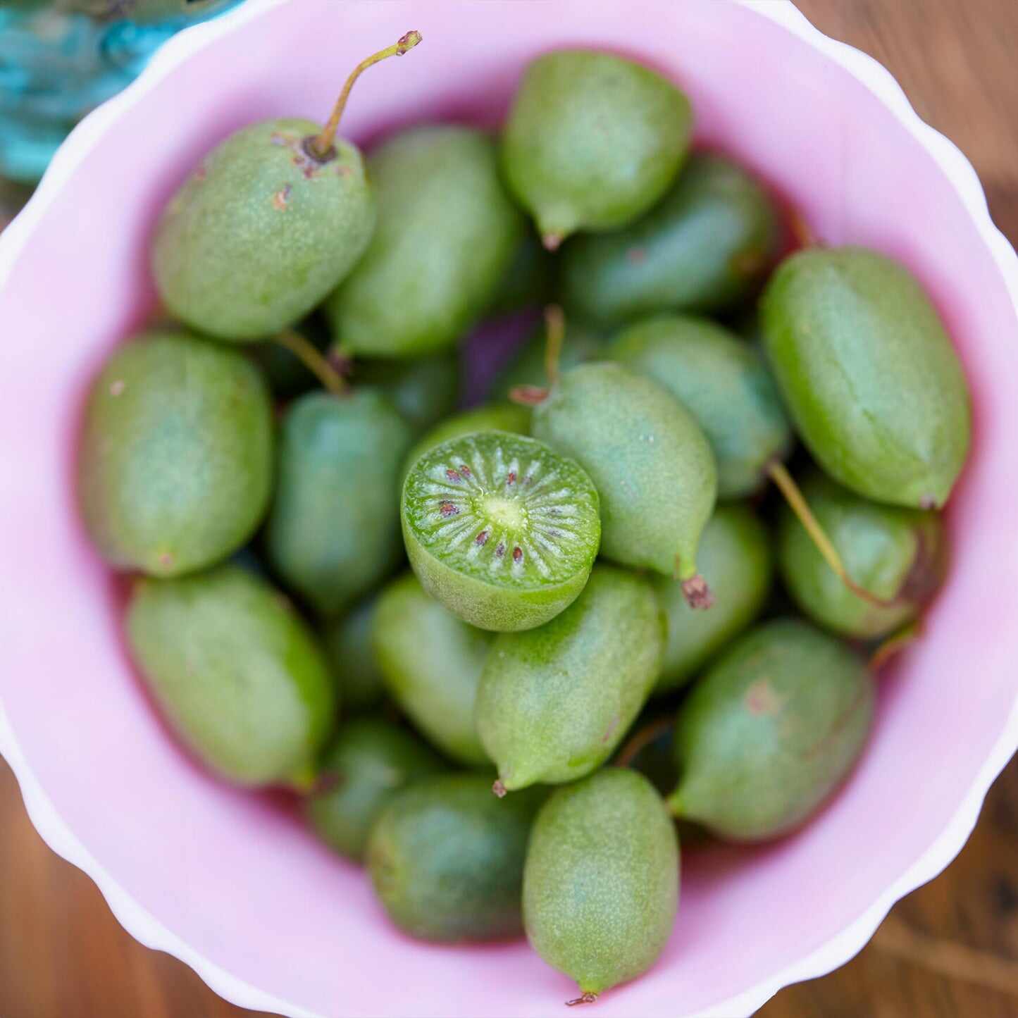 Greenhaus Gardening Kiwi Vine Sweet Edible Fruit for Backyard Gardens