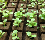 Greenhaus Gardening Rockwool Plant Starter Cubes for Propagation