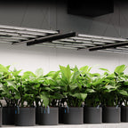 Greenhaus Gardening Full Spectrum Grow Light for Large Indoor Grow Spaces