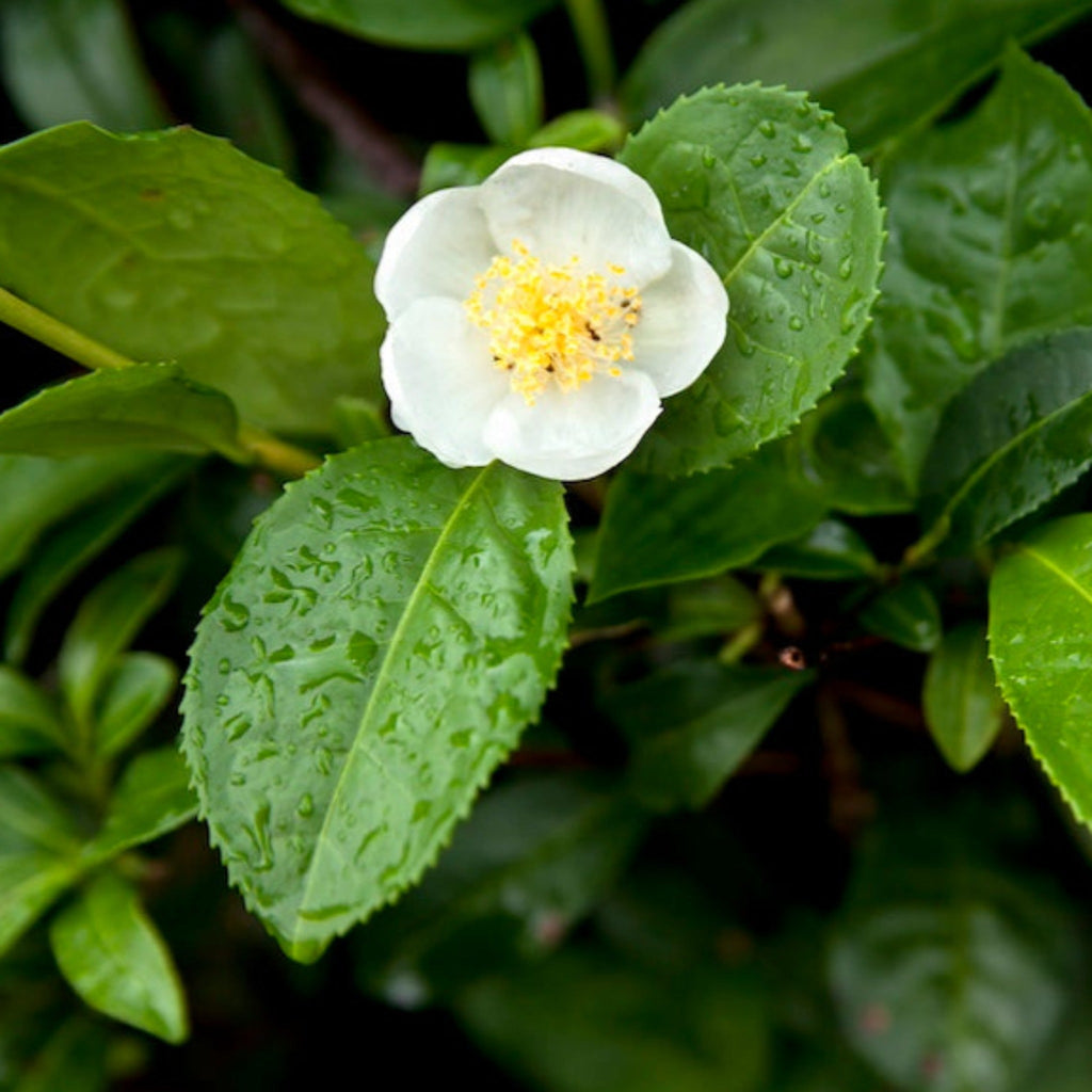 Greenhaus Gardening Tea Plant Camellia Sinensis for Home Gardens