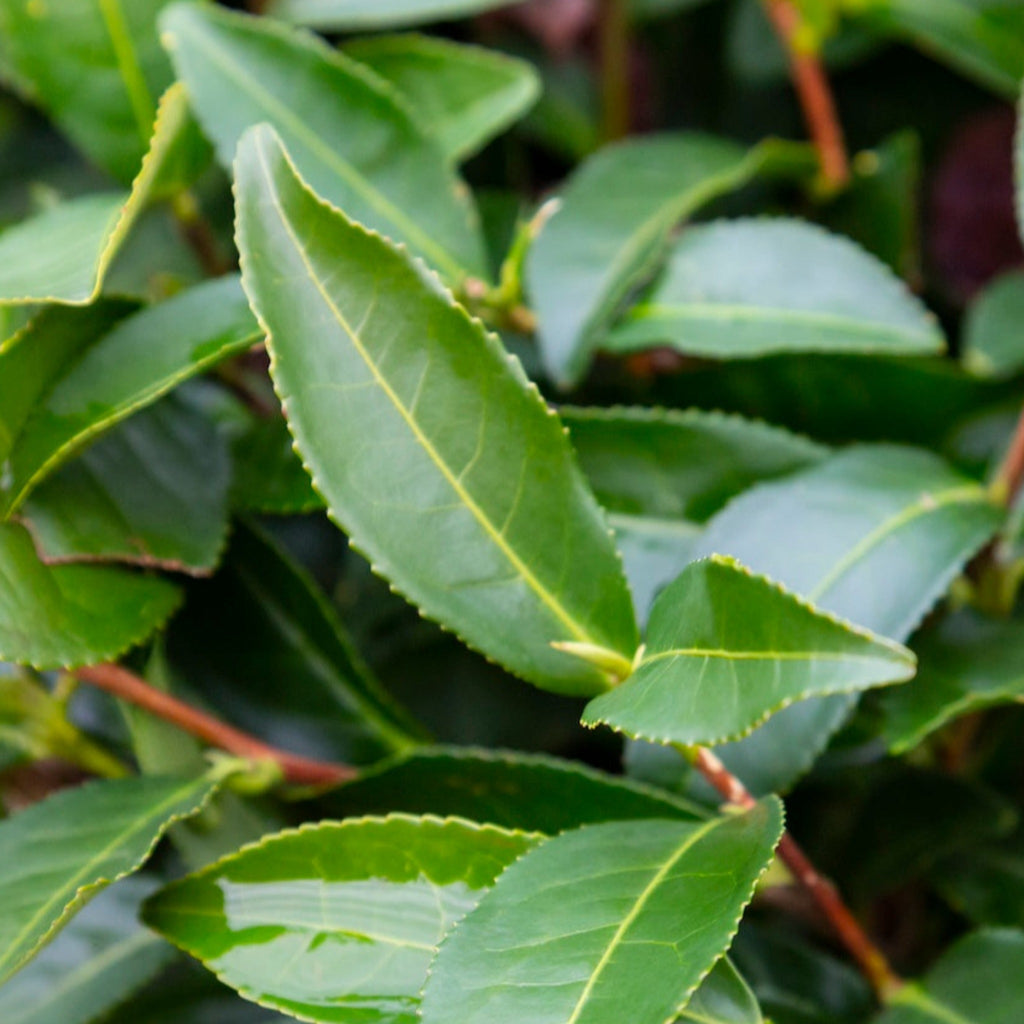 Greenhaus Gardening Tea Plant Camellia Sinensis for Home Gardens