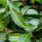 Greenhaus Gardening Tea Plant Camellia Sinensis for Home Gardens