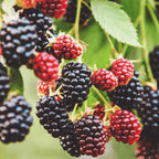 Greenhaus Gardening Thornless Blackberry Bush Live Fruit Plant