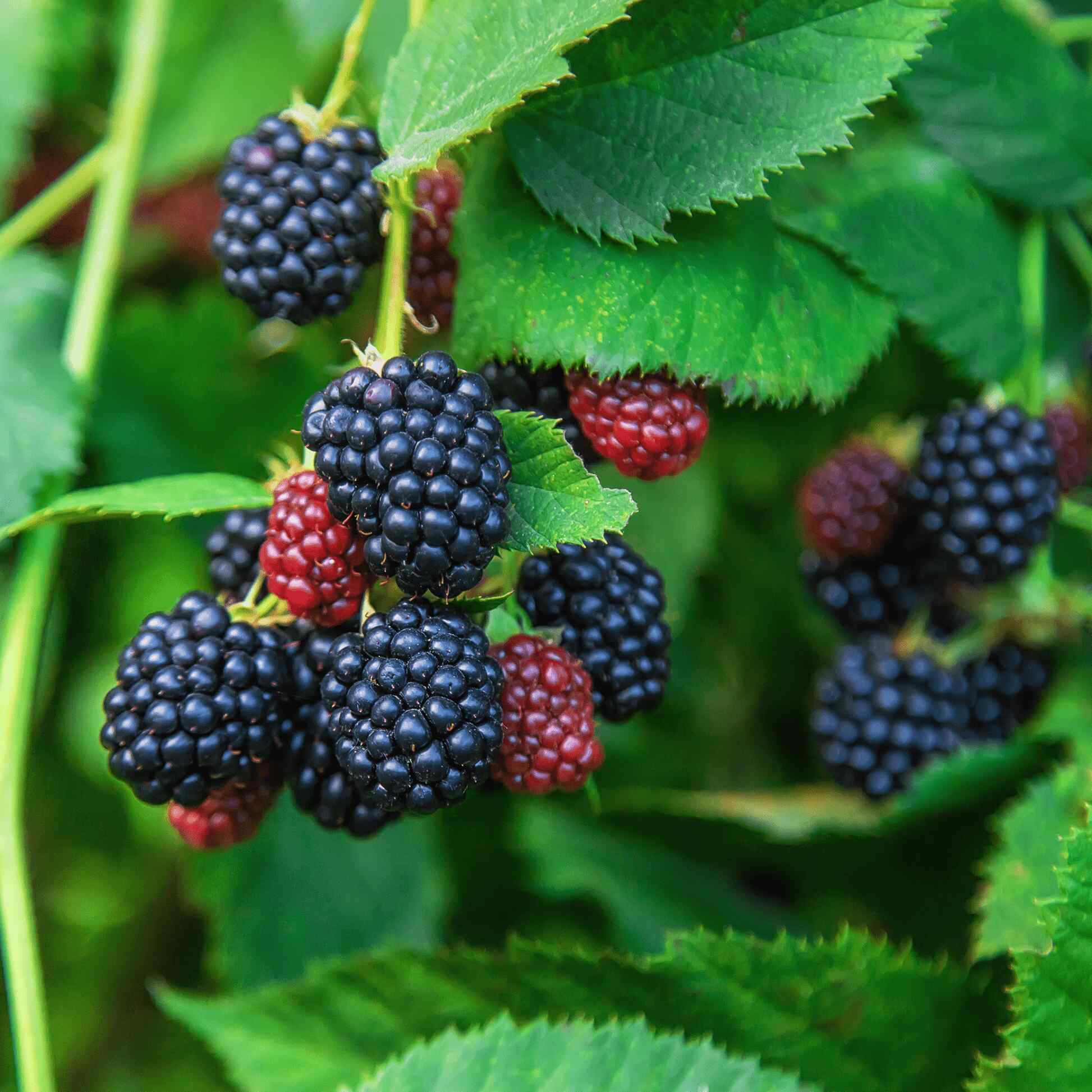 Greenhaus Gardening Thornless Blackberry Bush Live Fruit Plant