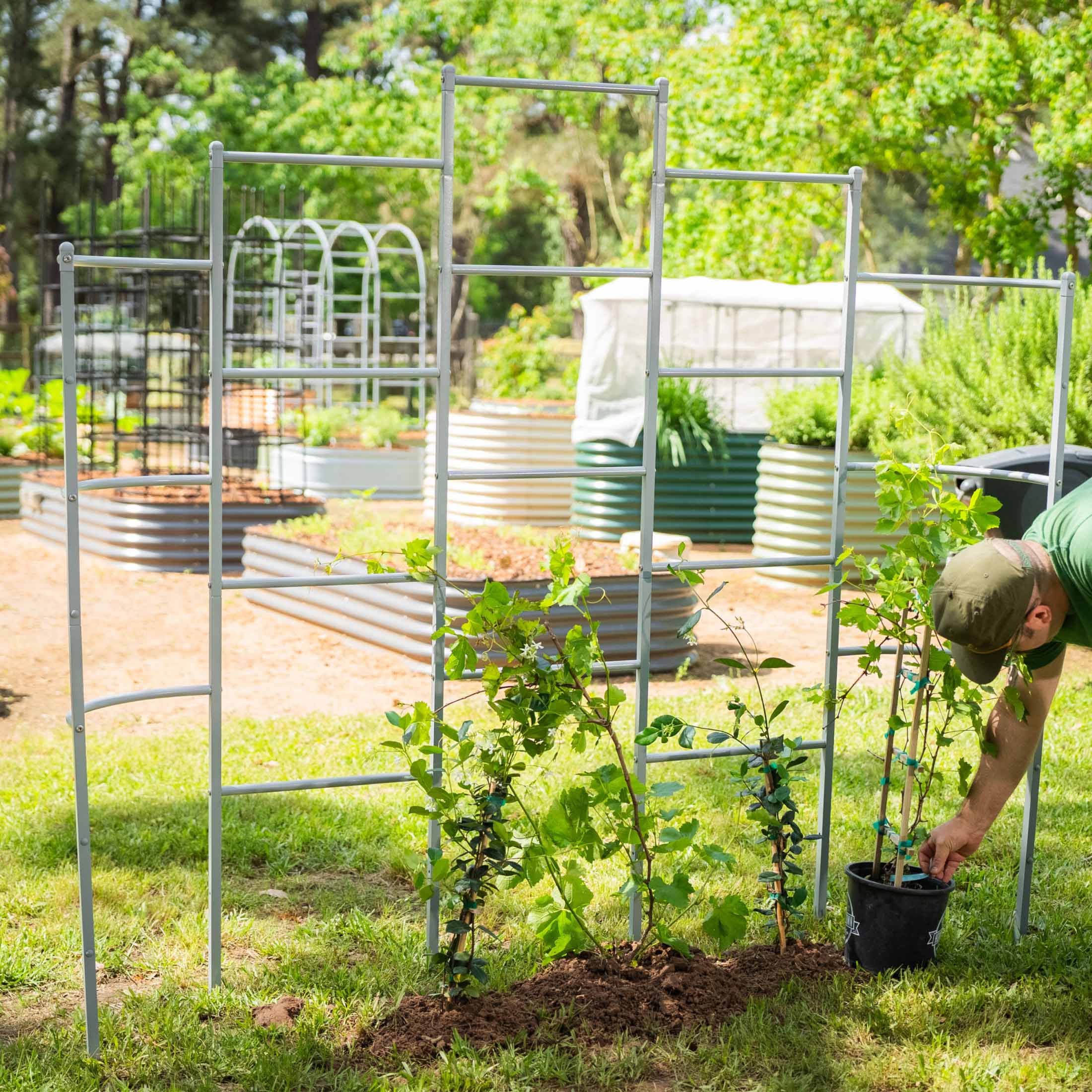 Greenhaus Gardening Metal Garden Trellis for Raised Beds, Outdoor Plant Support