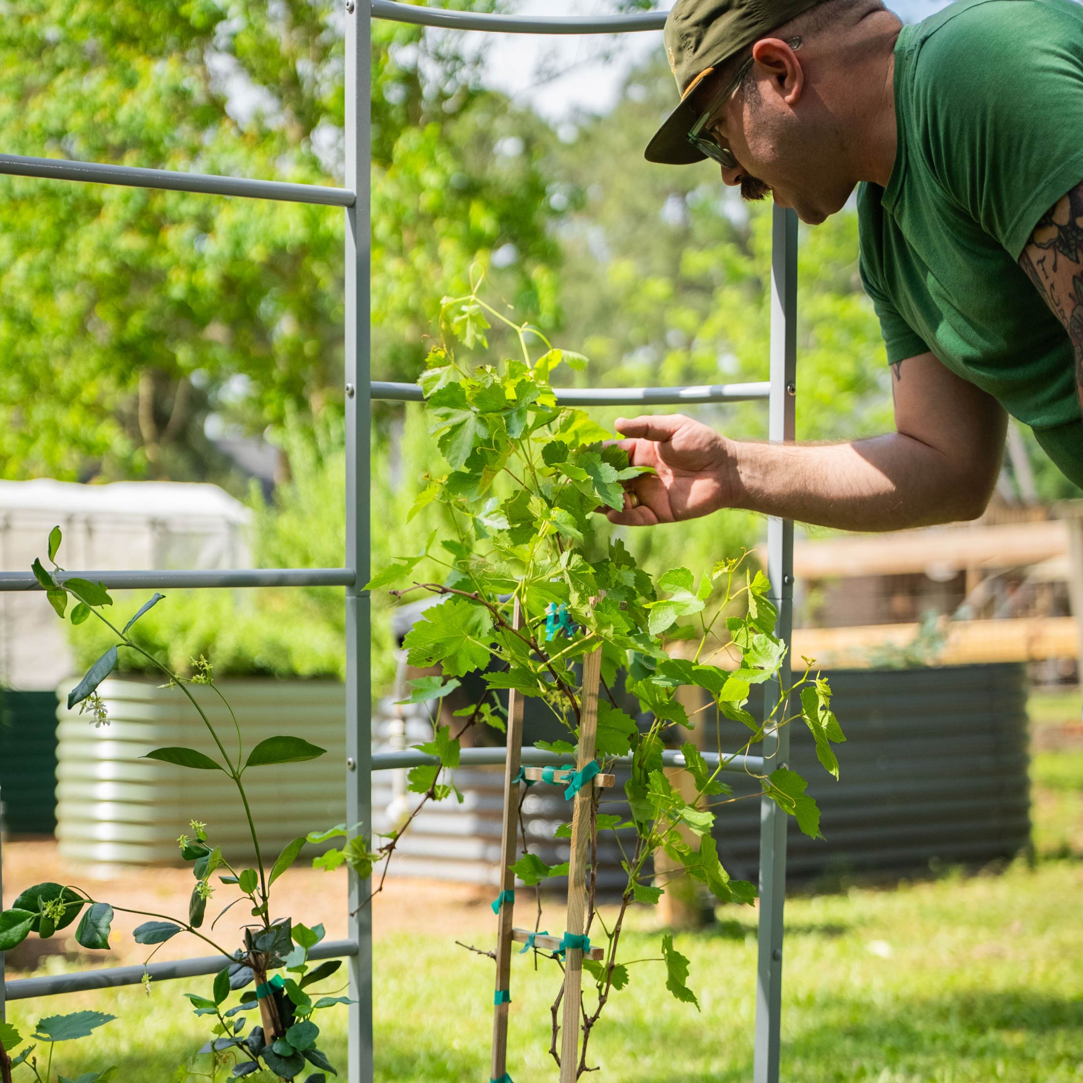 Greenhaus Gardening Modular Wall Trellis System for Raised Garden Beds
