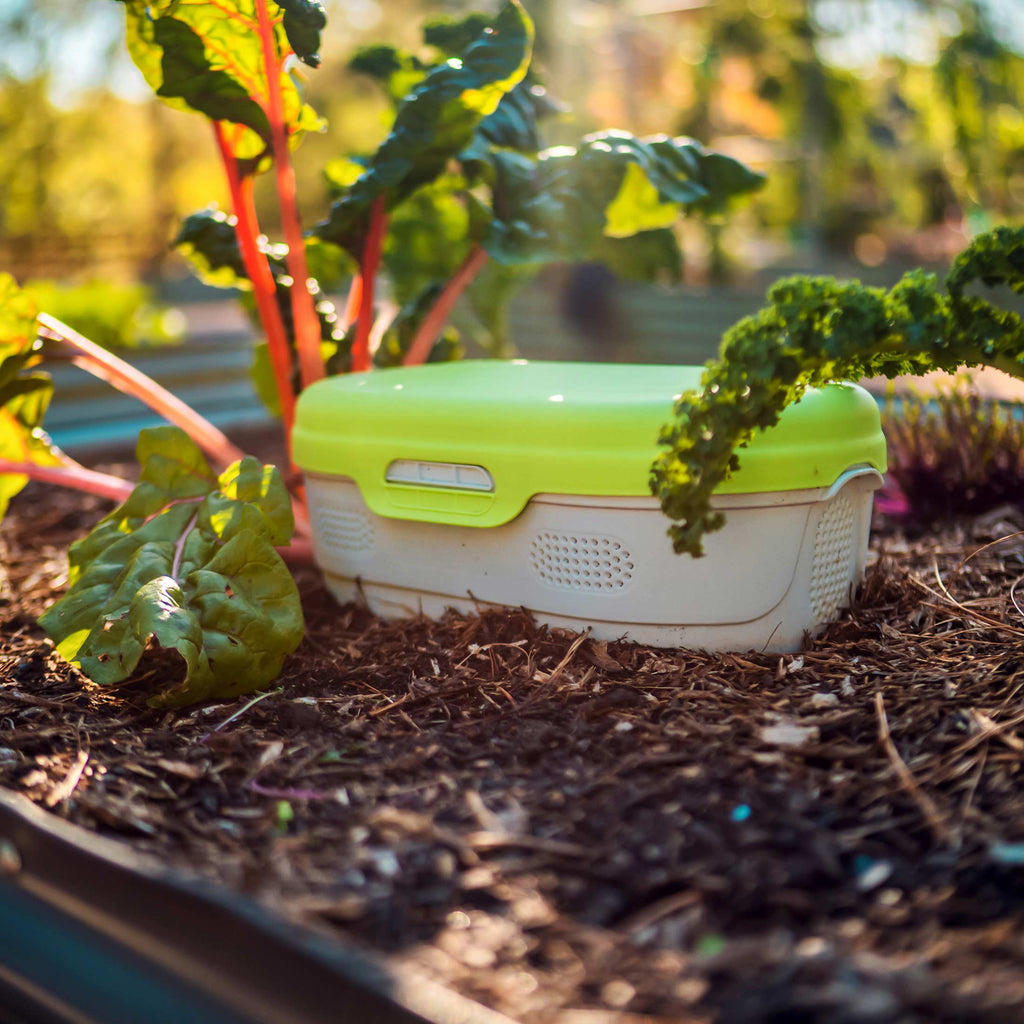 Greenhaus Gardening In-Ground Worm Compost Bin for Garden Beds