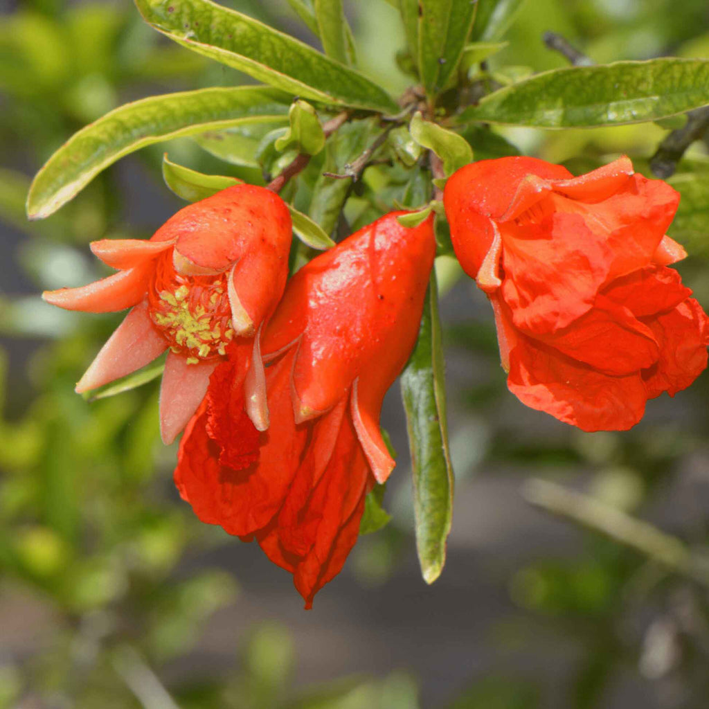 Greenhaus Gardening Pomegranate Tree Wonderful Variety for Edible Landscapes