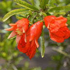 Greenhaus Gardening Pomegranate Tree Wonderful Variety for Edible Landscapes