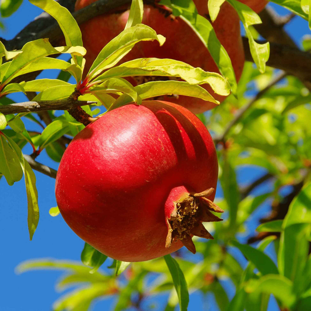 Greenhaus Gardening Pomegranate Tree Wonderful Variety for Edible Landscapes