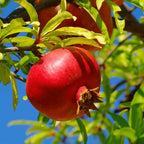 Greenhaus Gardening Pomegranate Tree Wonderful Variety for Edible Landscapes