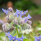 Greenhaus Gardening Borage Seeds Drought-Tolerant Herb for Garden Cover Crop