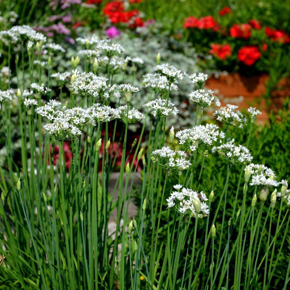 Greenhaus Gardening Garlic Chives Seeds Edible Flower Herb for Pollinator Gardens