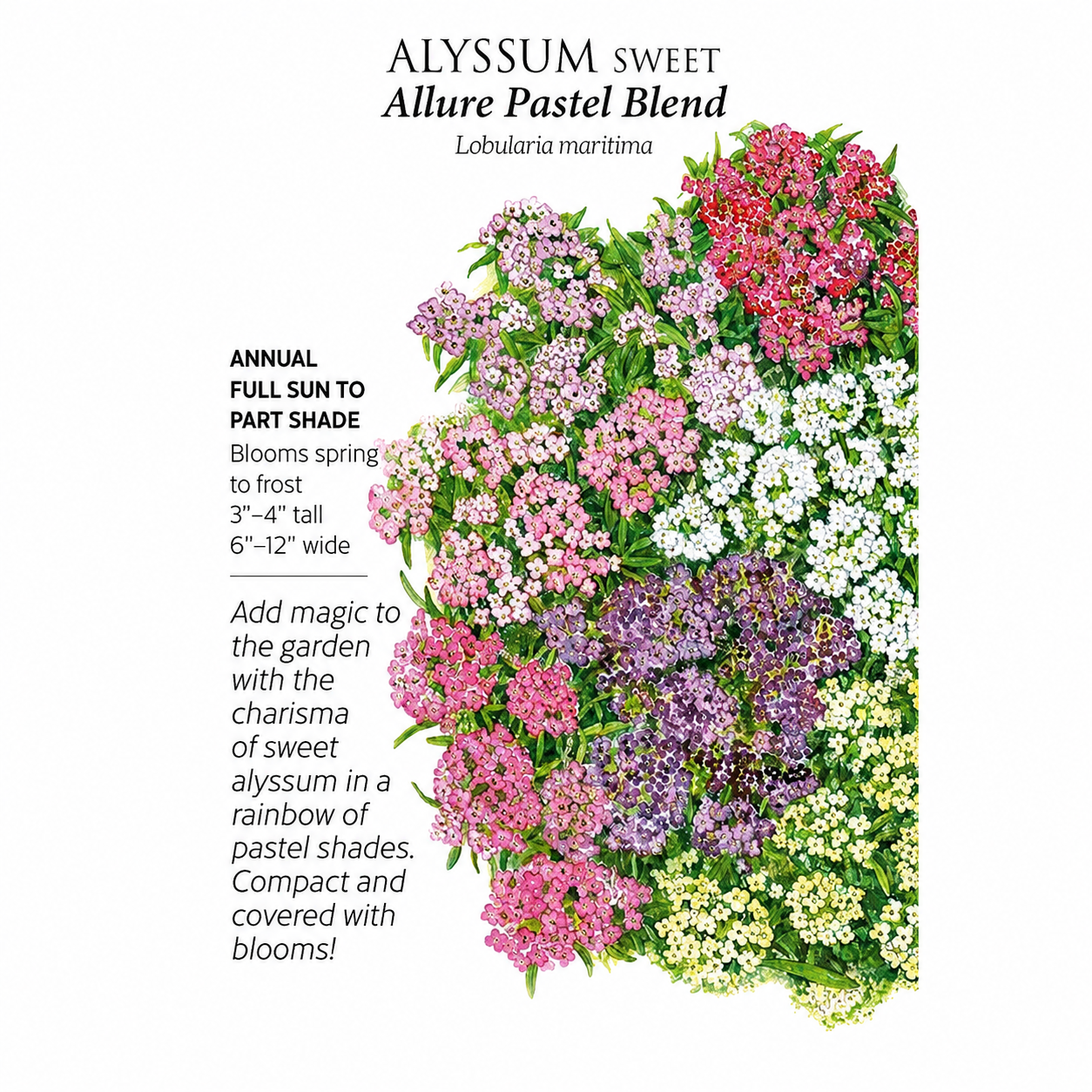 Greenhaus Gardening Sweet Alyssum Seeds for Containers and Rock Gardens