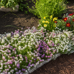 Greenhaus Gardening Sweet Alyssum Seeds for Containers and Rock Gardens