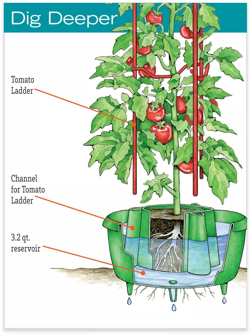 Greenhaus Gardening Tomato Planter Halo Set of 3, Water Saving Grow Support