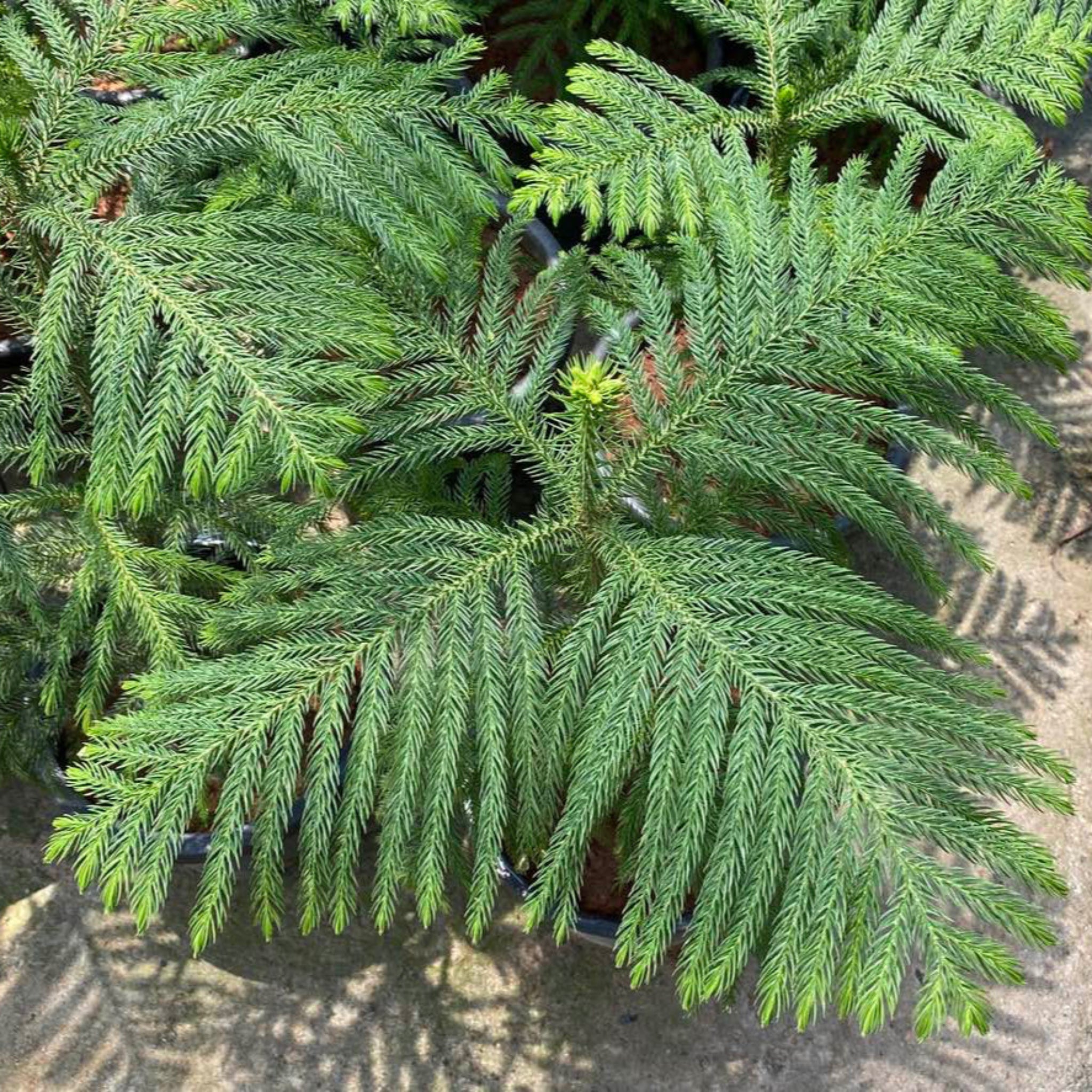 Greenhaus Gardening Norfolk Island Pine Indoor Evergreen Tree