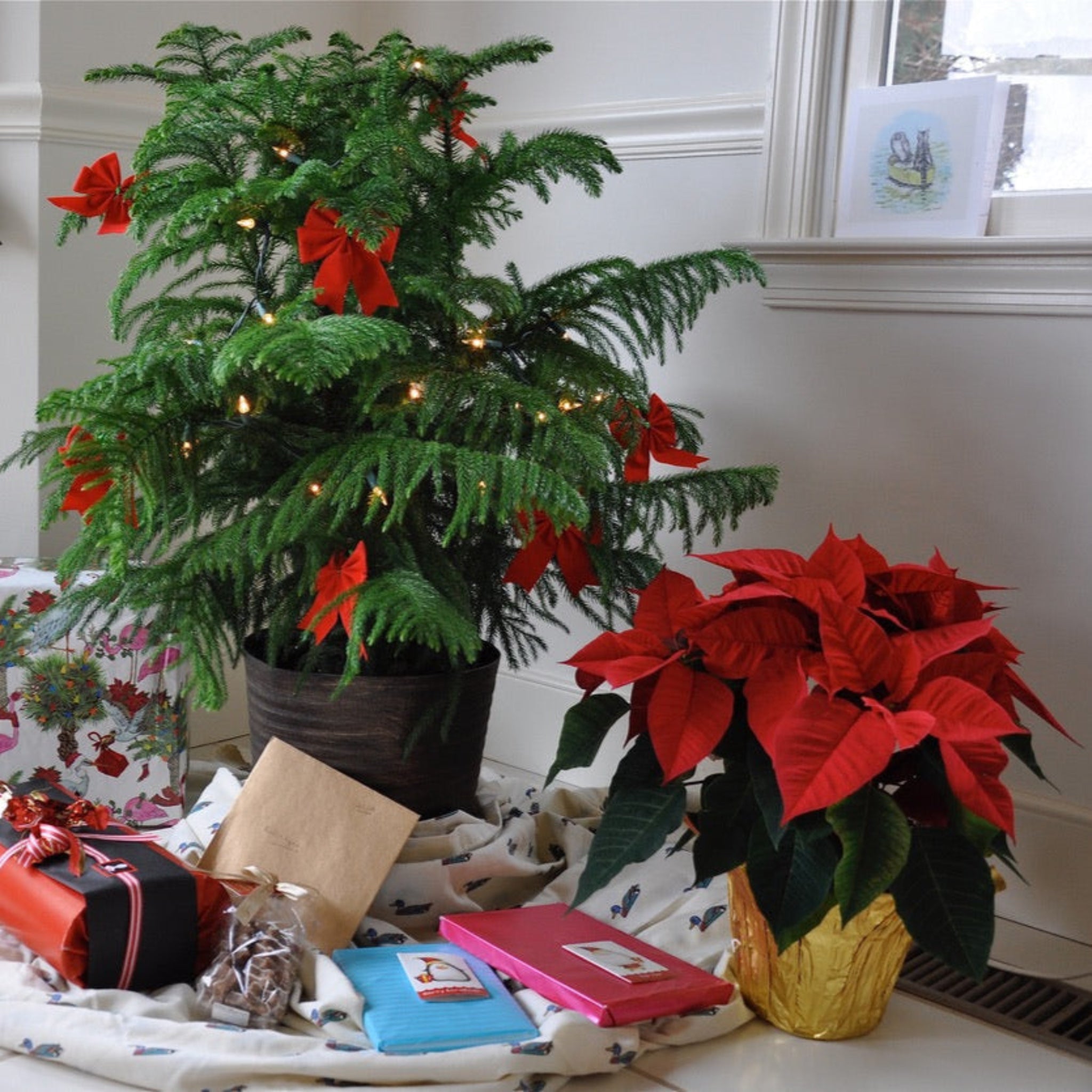 Greenhaus Gardening Norfolk Island Pine Indoor Evergreen Tree