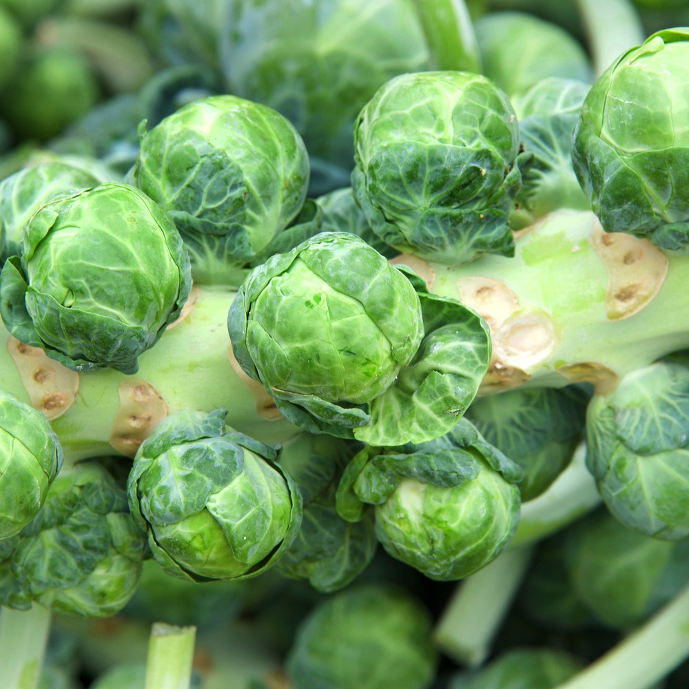 Greenhaus Gardening Brussels Sprouts Seeds Frost-Tolerant Sprouts for Fresh Harvests