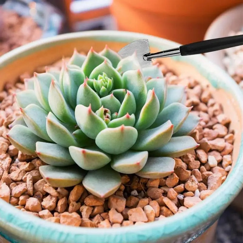 Greenhaus Gardening Succulent Gardening Kit for Repotting and Maintenance