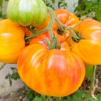 Greenhaus Gardening Tomato Seeds Fruity Low-Acid Tomato for Summer Salads